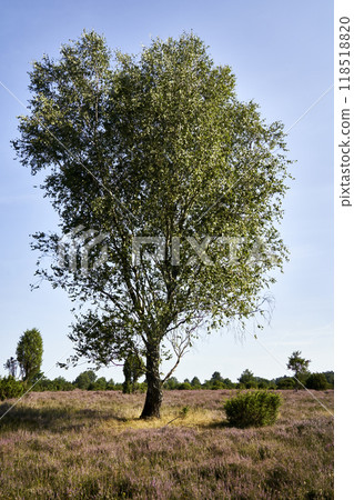 Lone birch tree standing in a field of heather and purple flowers 118518820