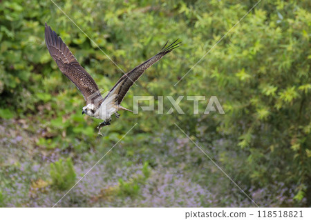 Osprey flies while holding a fish in one leg 118518821