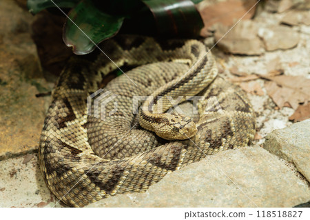 Rattlesnake resting on a rock Rattlesnake resting on a rock 118518827