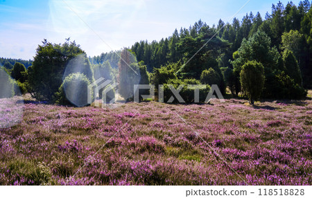 Blooming heather field creating vibrant landscape with forest background Blooming heather field creating vibrant landscape with forest background 118518828