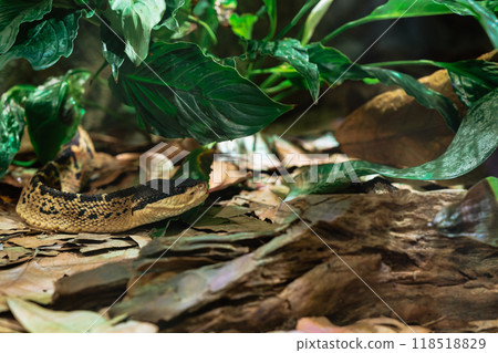 Black-headed Bushmaster crawling on the ground 118518829