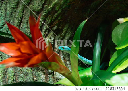 A blue pit viper lurks among tropical leaves and flowers 118518834