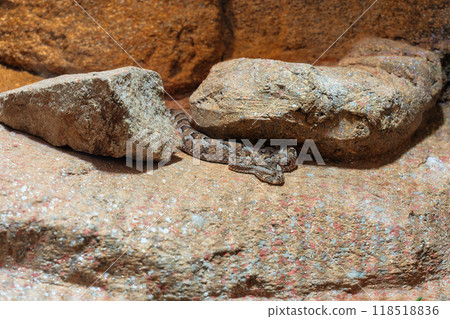 Sidewinder resting on a rock Sidewinder resting on a rock 118518836