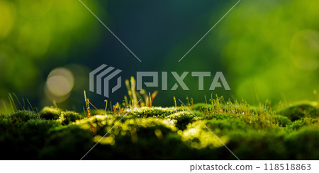 Natural green moss and bokeh light from background, display of product Natural green moss and bokeh light from background, display of product 118518863