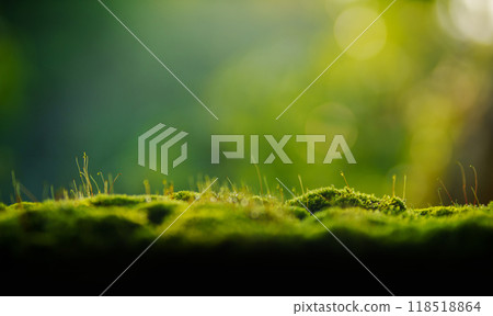 Natural green moss and bokeh light from background, display of product Natural green moss and bokeh light from background, display of product 118518864