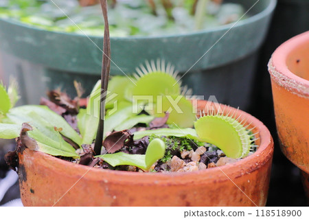 Venus flytrap in a greenhouse at a botanical garden 118518900