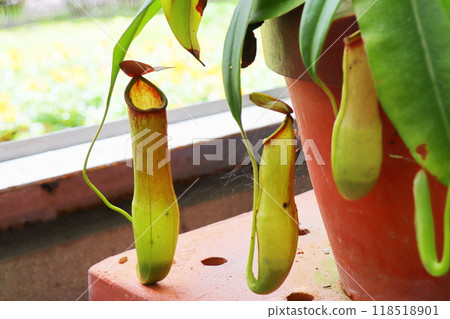 Nepenthes cassiana in the greenhouse at the botanical garden Nepenthes cassiana in the greenhouse at the botanical garden 118518901