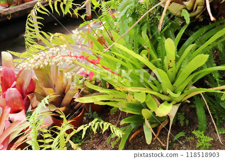 植物園溫室裡的鳳梨科鳳梨科植物 118518903