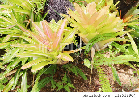 A bromeliad in a greenhouse at the botanical garden A bromeliad in a greenhouse at the botanical garden 118518904