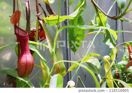 Red nepenthes in a greenhouse at a botanical garden Red nepenthes in a greenhouse at a botanical garden 118518905