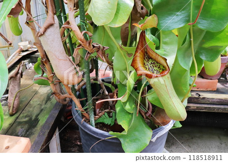 Giant Nepenthes truncata in the greenhouse of the botanical garden Giant Nepenthes truncata in the greenhouse of the botanical garden 118518911
