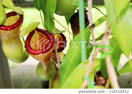 Nepenthes ventricosa in the greenhouse at the botanical garden Nepenthes ventricosa in the greenhouse at the botanical garden 118518912