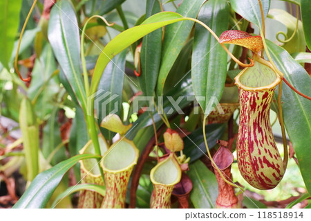 Nepenthes ventricosa x petiolata in the greenhouse at the botanical garden Nepenthes ventricosa x petiolata in the greenhouse at the botanical garden 118518914