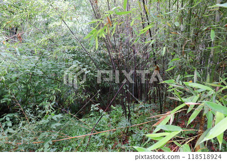 Black bamboo in the bamboo forest at the botanical garden Black bamboo in the bamboo forest at the botanical garden 118518924