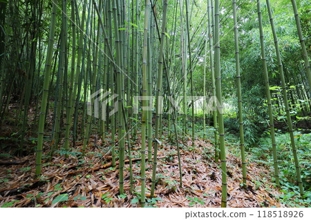 Taiwan bamboo in the bamboo forest of the botanical garden Taiwan bamboo in the bamboo forest of the botanical garden 118518926
