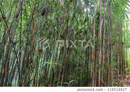 Madake in the bamboo grove of the botanical garden Madake in the bamboo grove of the botanical garden 118518927