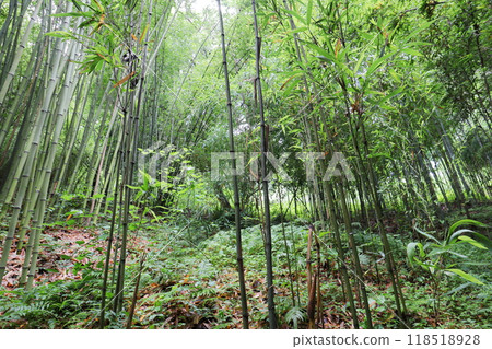 植物園竹林中的成平岳 植物園竹林中的成平岳 118518928