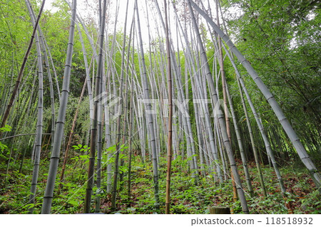 Unmonchiku bamboo forest in the botanical garden 118518932