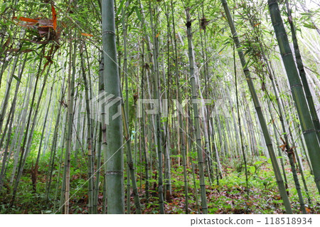 Bamboo forest in the botanical garden Bamboo forest in the botanical garden 118518934