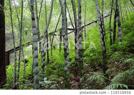 Bamboo forest in the botanical garden Bamboo forest in the botanical garden 118518938
