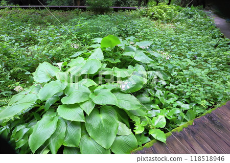Hosta planted in the botanical garden 118518946