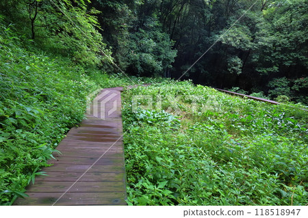 A wooden path through a wetland surrounded by trees A wooden path through a wetland surrounded by trees 118518947