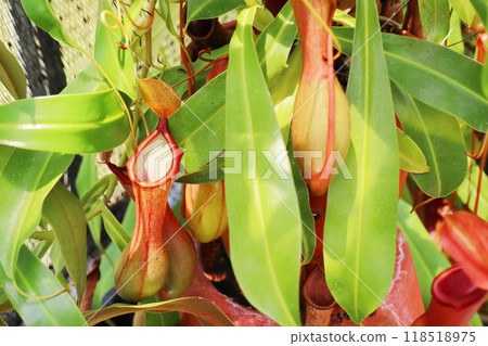 Nepenthes ventrata in the greenhouse at the botanical garden Nepenthes ventrata in the greenhouse at the botanical garden 118518975