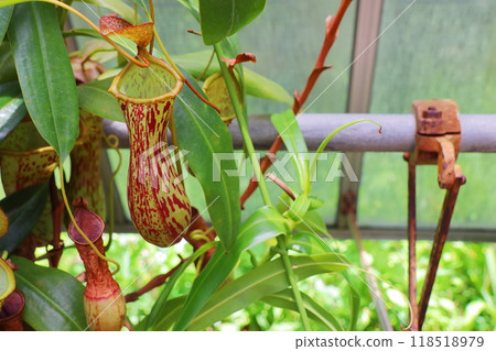 Nepenthes ventricosa x petiolata in the greenhouse at the botanical garden Nepenthes ventricosa x petiolata in the greenhouse at the botanical garden 118518979