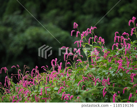 The autumnal flowers of Polygonum gracilis 118519136