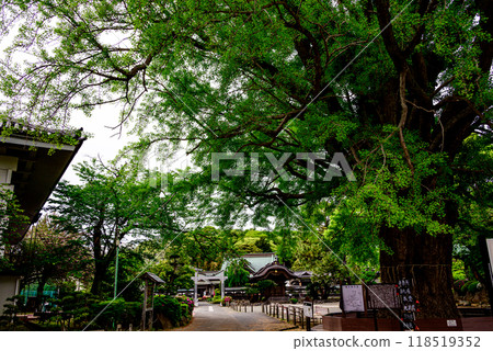 Yugyoji Temple seen through a large ginkgo tree Yugyoji Temple seen through a large ginkgo tree 118519352