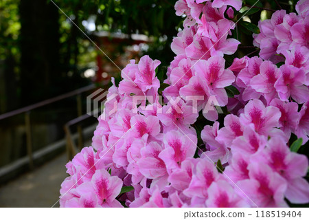 Beautiful pink azaleas and a walking path Beautiful pink azaleas and a walking path 118519404