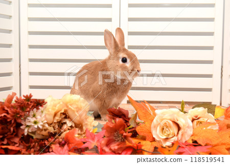 秋兔 118519541