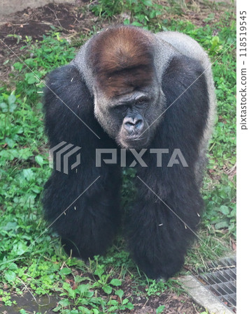 October: Ueno Zoo Western Gorilla Silverback Male Gaze 118519545