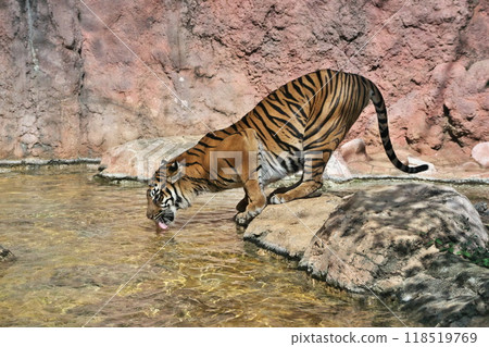 October Ueno Zoo Sumatran tiger drinking water October Ueno Zoo Sumatran tiger drinking water 118519769