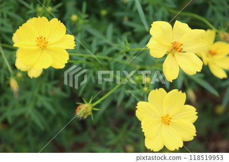 Yellow cosmos in full bloom 118519953