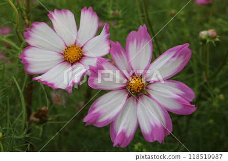 Two-tone colored cosmos in full bloom 118519987
