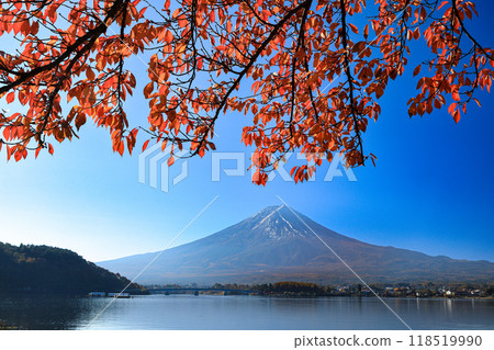 山梨縣河口湖町富士山和河口湖的秋櫻花葉 118519990