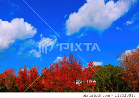 Autumn leaves trees and blue sky Autumn leaves trees and blue sky 118520015