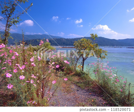 神秘的湖“約戈湖”，波斯菊盛開的散步道 118520071