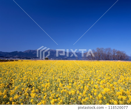 Lake Biwa, rape blossoms and snow-capped Mt. Hira (from Daiichi Nagisa Park) 118520077