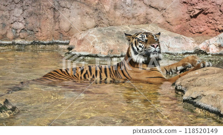 October Ueno Zoo Sumatran tiger bathing in water Paradise Paradise 118520149