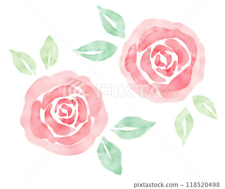 Watercolor rose illustration, hand-drawn, watercolor painting 118520498
