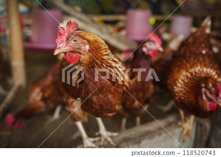 brown chicken or hen lay eggs in rural farm 118520743