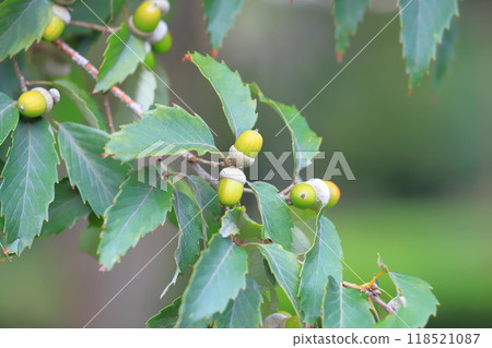 The fruits of the Konara oak tree are starting to turn brown. The fruits of the Konara oak tree are starting to turn brown. 118521087