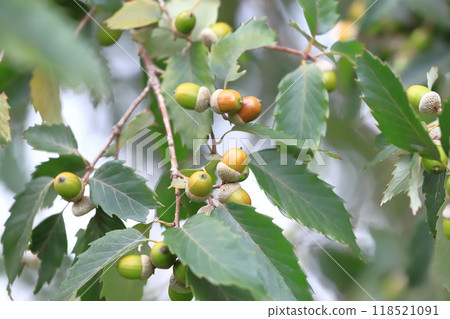 The fruits of the Konara oak tree are starting to turn brown. The fruits of the Konara oak tree are starting to turn brown. 118521091