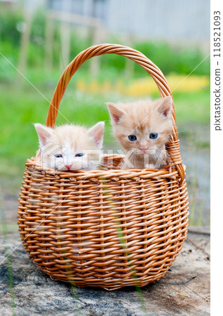 Funny Little kittens in basket outdoor Funny Little kittens in basket outdoor 118521093