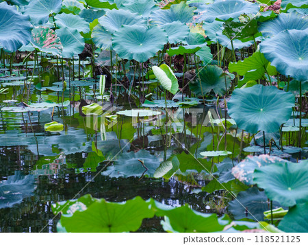 Lotus pond scenery Lotus pond scenery 118521125