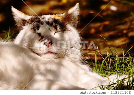 Calico cat relaxing in the shade 118521168