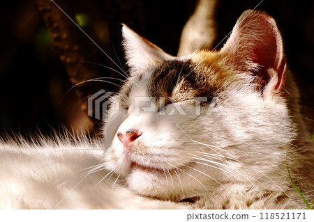 Calico cat relaxing in the shade 118521171