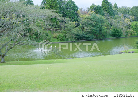 A pond with swans and a large garden 118521193
